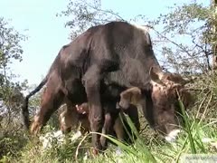 The cow is masturbated with his rod.